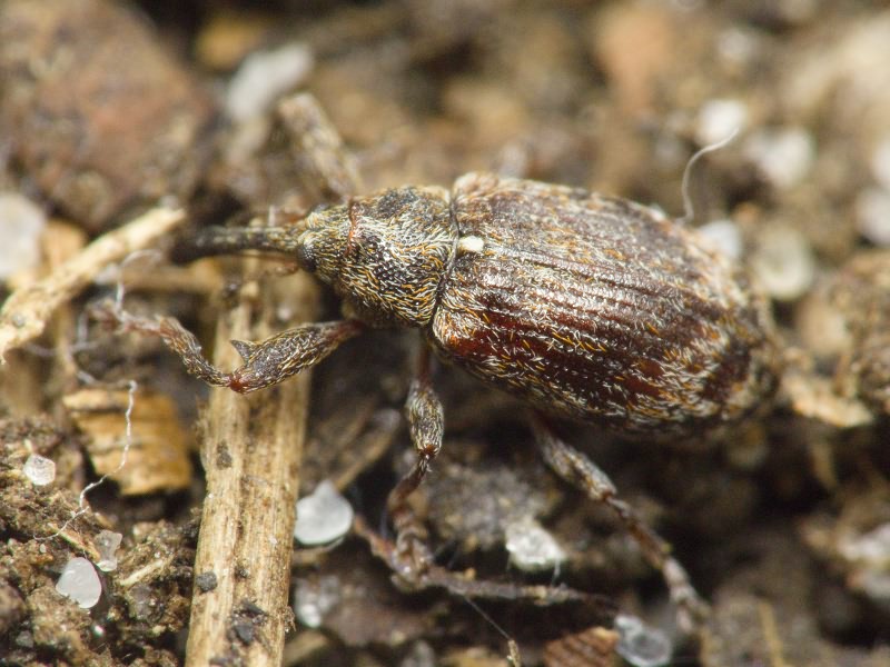 Anthonomus (Anthonomus) pomorum (Linnaeus, 1758)